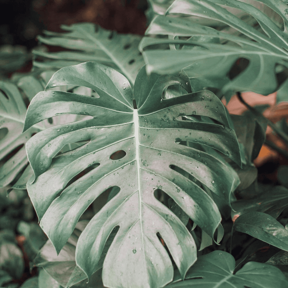 Close-up of lush, green Monstera leaves with distinctive holes and droplets of water.